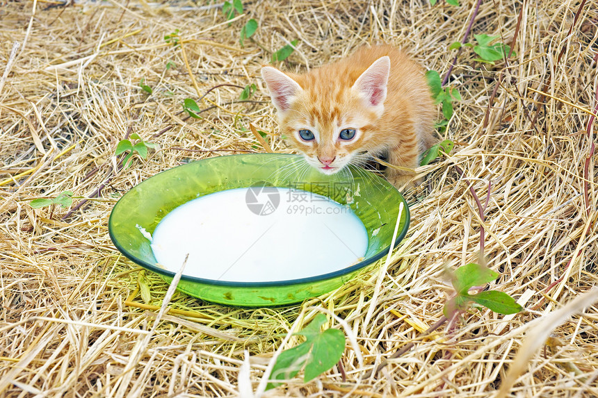 喝牛奶的小小猫盒子动物蓝色宠物童年家畜婴儿哺乳动物牛奶短发图片