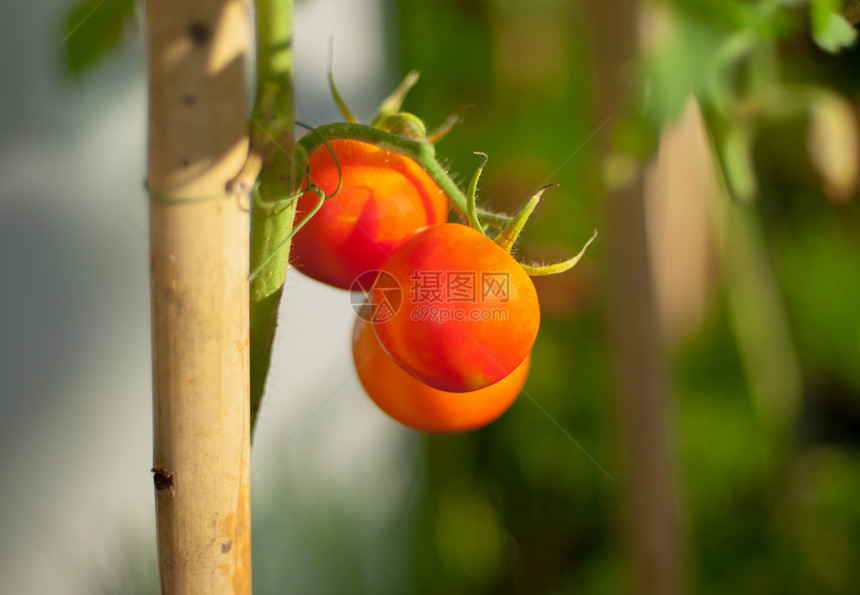 a 番茄树蔬菜收成绿色植物食物图片