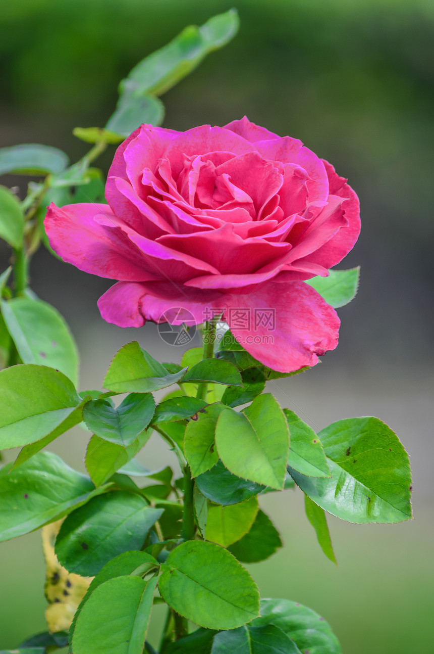 美丽的玫瑰植物白色花瓣花园礼物宏观黑色红色婚礼粉色图片