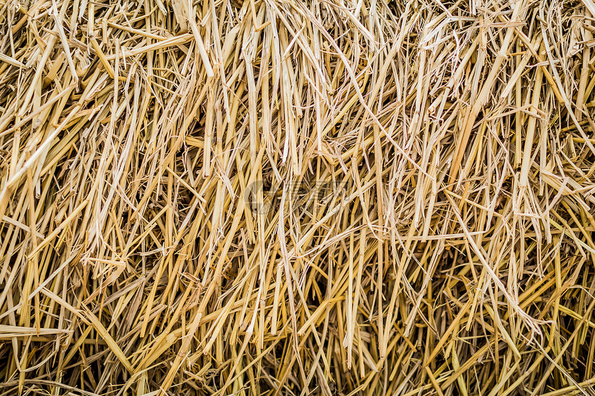 干草切合图像作为自然背景叶子农村乡村墙纸金子小麦黄色棕色国家植物图片