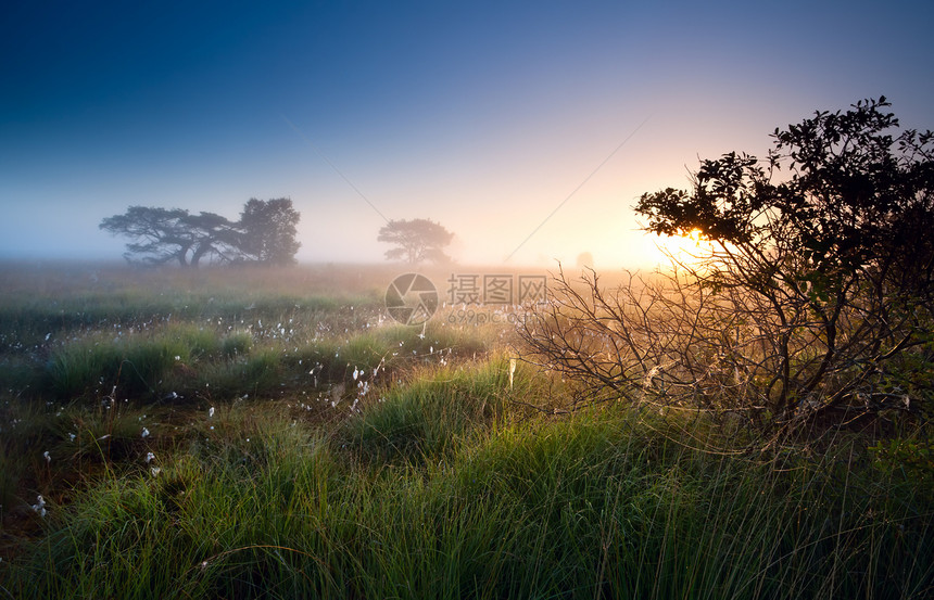 日出在有棉草的沼泽中图片