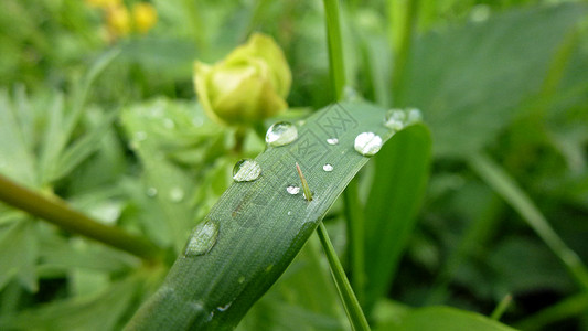 雨滴绿色植物场地背景图片