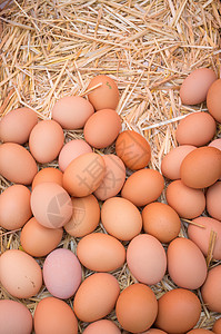 新鲜鸡蛋农场食物乡村干草背景图片
