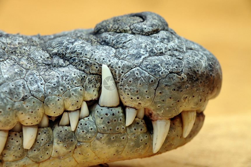鳄齿爬虫食肉牙齿水平捕食者危险宏观白色犬类动物图片