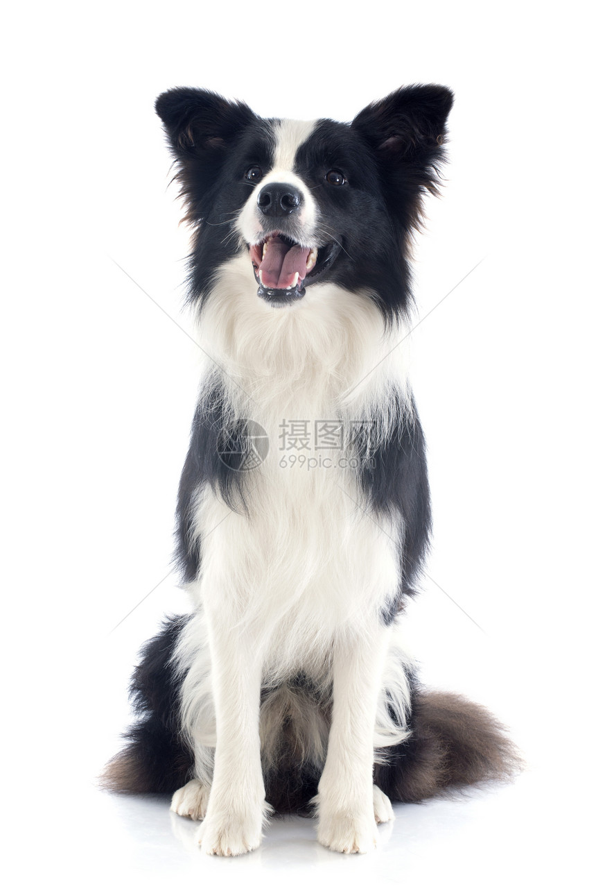 边边框collie牧羊犬黑色宠物动物白色犬类图片