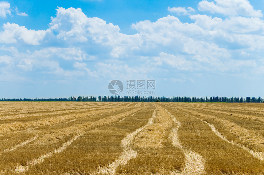 收获后夏季田地图片