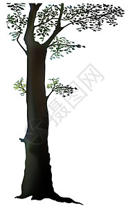 树卡通片叶子树干区系植物植被插图背景图片