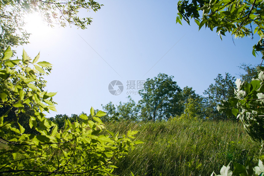 有树木和草地的自然框架图片