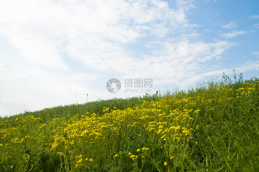 夏季黄黄色花田图片