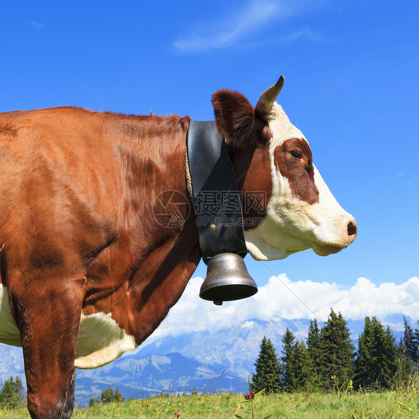 棕牛在草原上生产天空高山牛角爬坡山峰农业冰川牛奶旅游图片