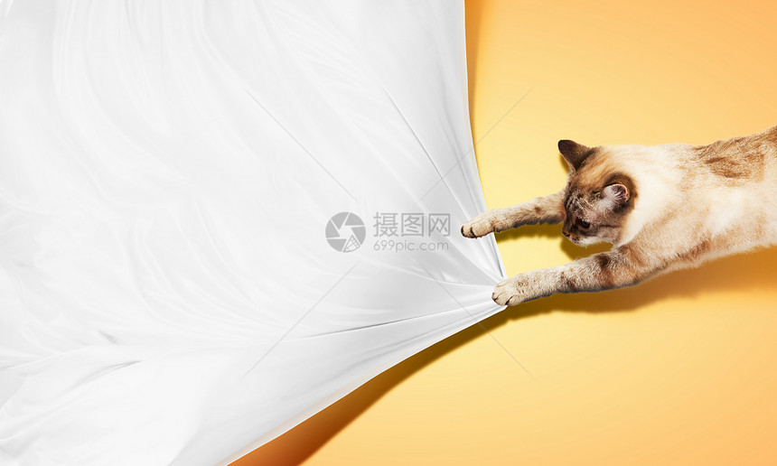 西亚马猫跑步猫咪宠物身体展示头发连体独奏动物哺乳动物图片