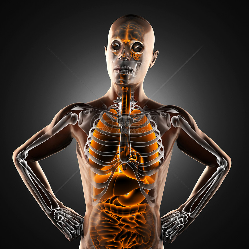 射线摄影扫描仪生物学保健医院成人手术扫描躯干男性外科解剖学图片