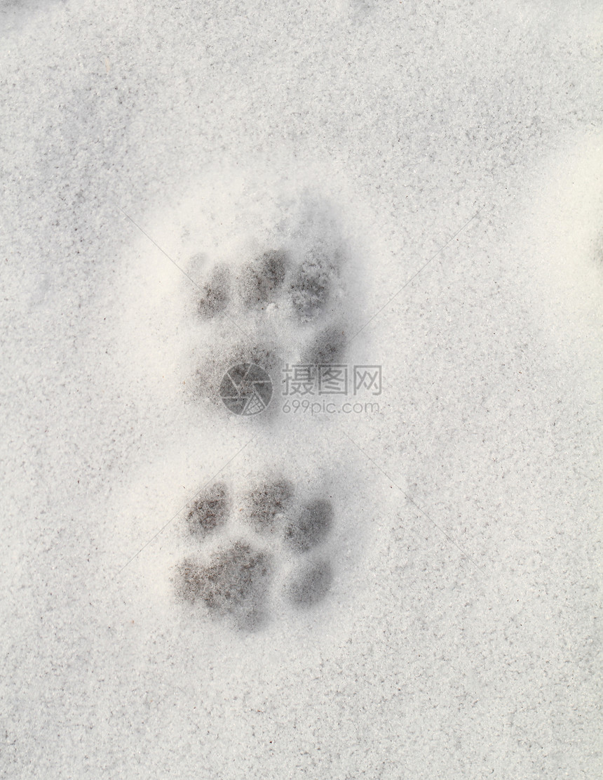 雪中凯蒂足迹艺术白色荒野爪子猫咪宠物打印痕迹打猎动物图片