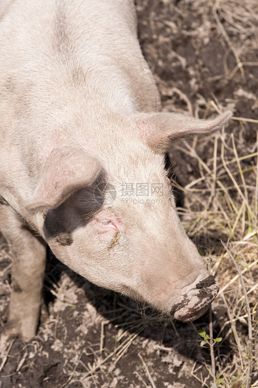 猪在农场上宠物猪头家畜动物农业图片