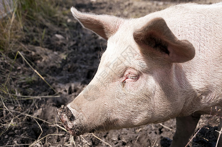 猪在农场上宠物猪头家畜动物农业背景图片
