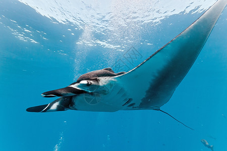 曼塔动物群蓝色野生动物海洋生物动物射线海洋高清图片