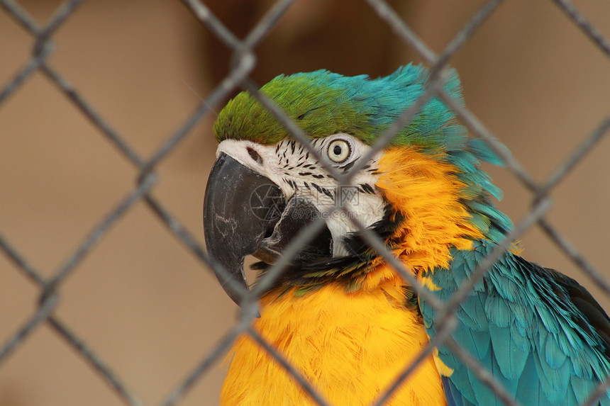 蓝色和金色Macaw野生动物鸟类羽毛鹦鹉动物园生物学鹦形目金子宠物荒野图片