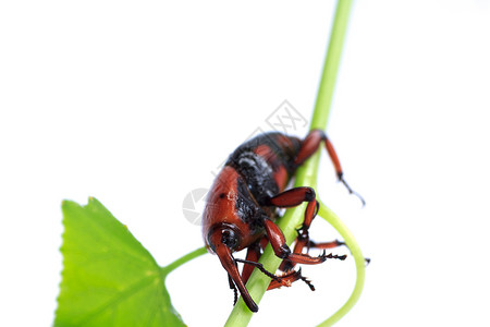 红棕榈棕象昆虫白色黑色触角榈象生物条纹红色雄性背景图片