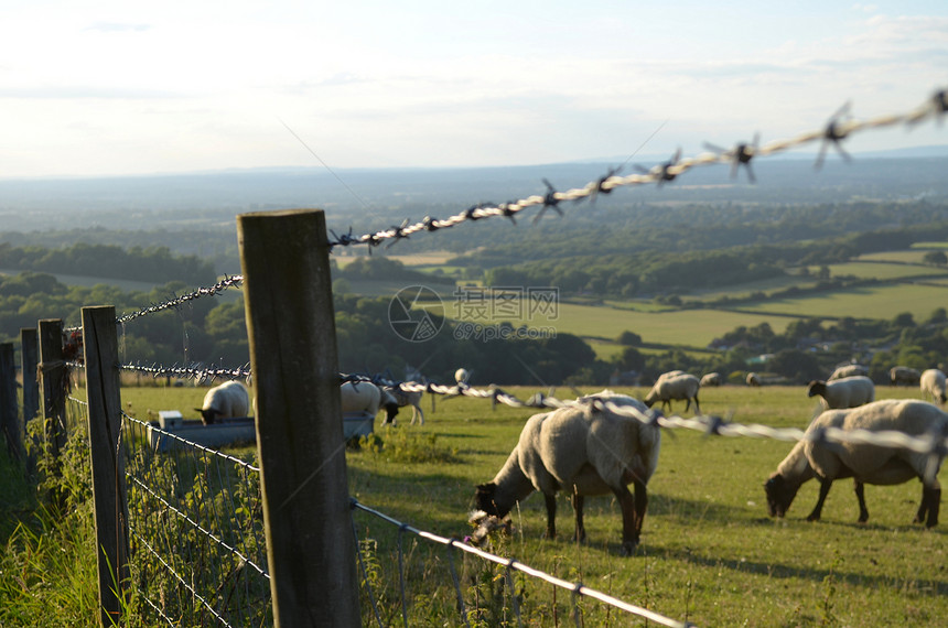 羊群在围栏的苏塞克斯田图片