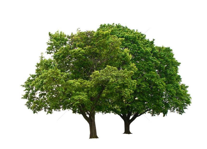 绿树树干分支机构树木白色树叶图片