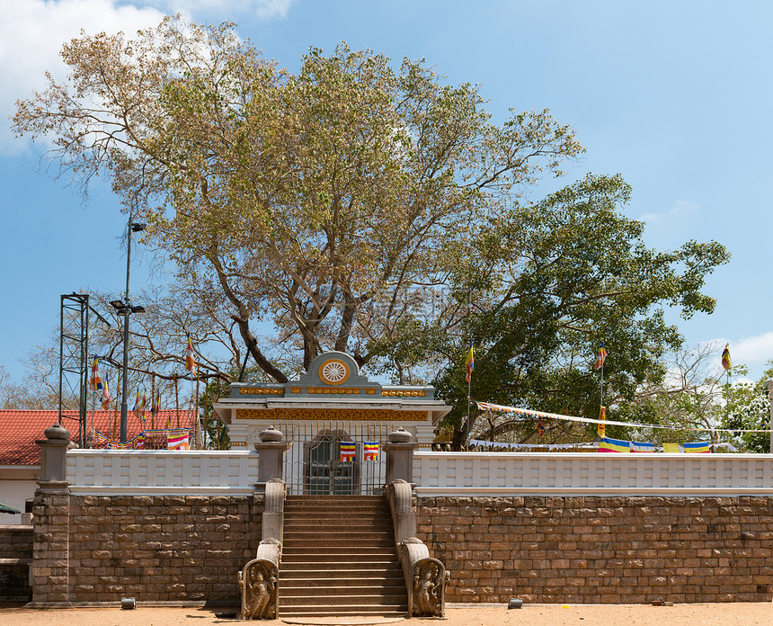 斯里兰卡的圣树信仰精神宗教雕塑热带天空叶子古董宗教信仰曲线图片