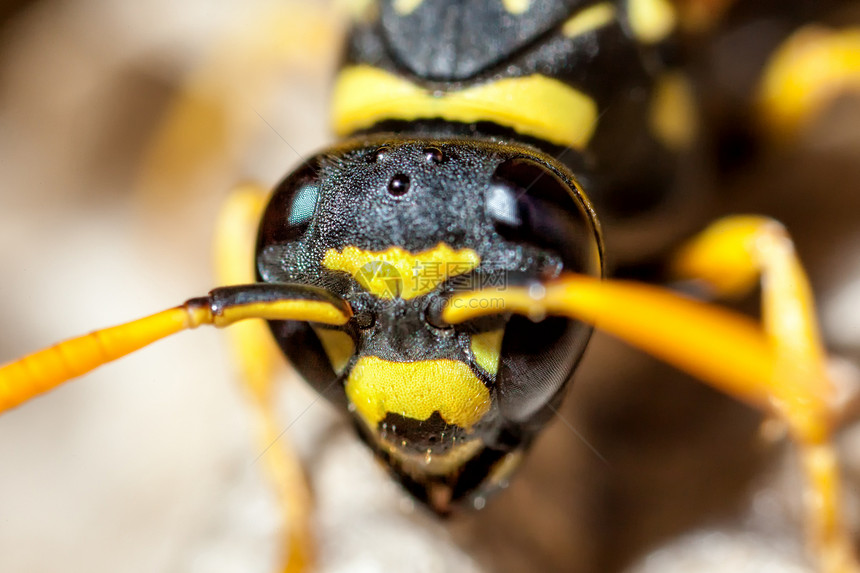 多穆拉马蹄昆虫天线顶点眼睛纸黄蜂宏观触角野生动物图片