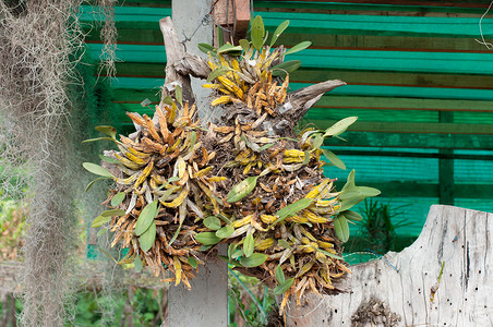 绿色绿竹植物叶子兰花背景图片