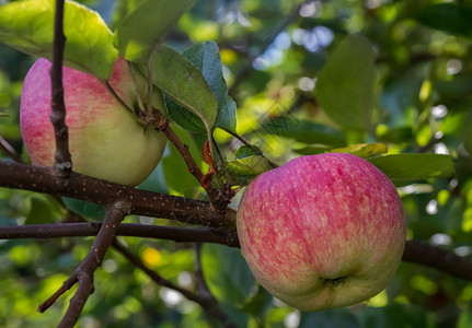 分支上的苹果水果晴天叶子背景图片