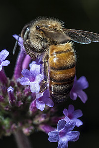 马耳他蜜蜂园艺野生动物花蜜微距宏观蜂蜜花粉花园背景图片