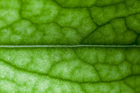 后翻页园艺微距植物群植物学叶绿素细胞静脉叶子墙纸宏观背景图片