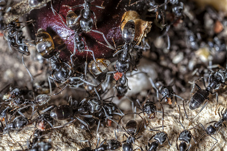 拟黑多刺蚁拉西乌斯尼日尔极端宏观黑花园微距工人园艺蚂蚁殖民地花园野生动物背景