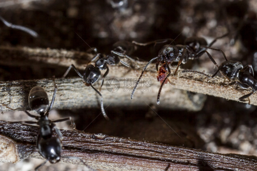 拉西乌斯尼日尔花园微距园艺昆虫学蚁碱蚂蚁宏观黑花园殖民地极端图片