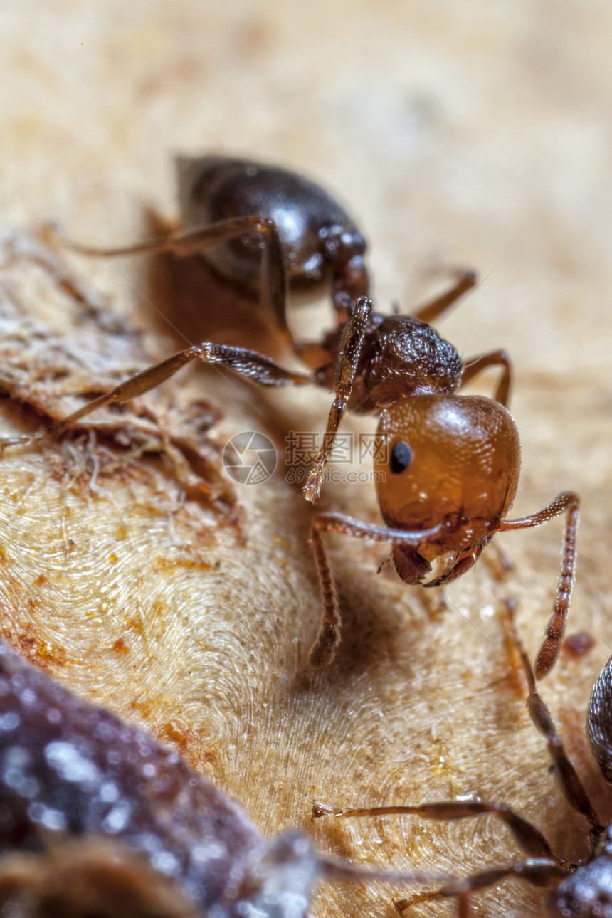 鸡尾Ant极端蚂蚁宏观花园酒蚁焚化炉昆虫学园艺野生动物微距图片