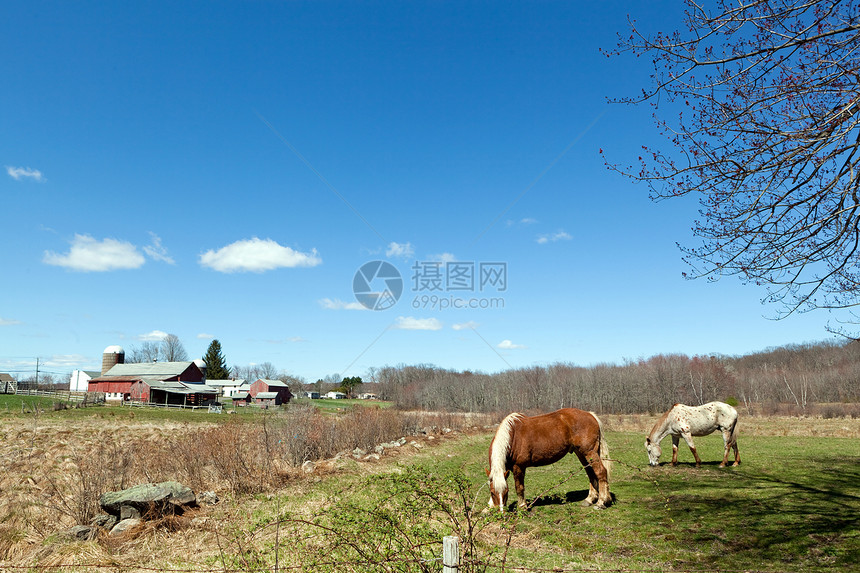 在牧草间放牧的马农场农田金发女郎场景国家马匹土地团体鬃毛草地图片