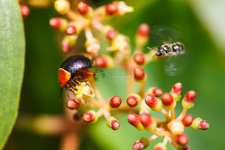 虫虫生命公园草地昆虫甲虫环境帮手森林宏观绿叶荨麻图片