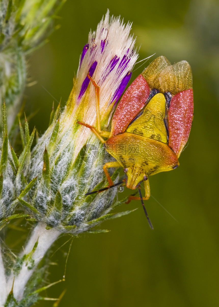 臭虫宏观天线植物群昆虫学叶子花园花朵野生动物甲虫植物图片