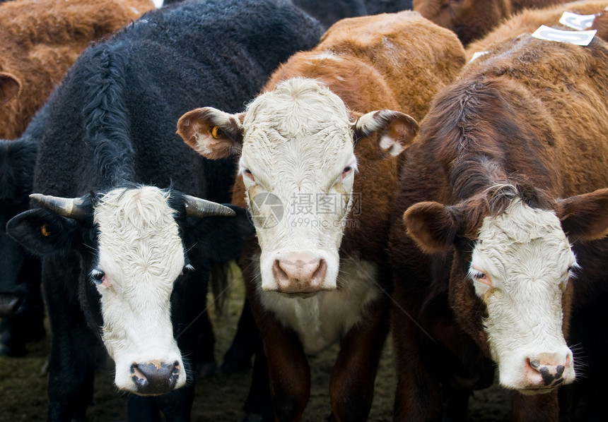 奶牛驾驶场地鼻子棕色牛奶喇叭牛肉奶制品农业农民图片