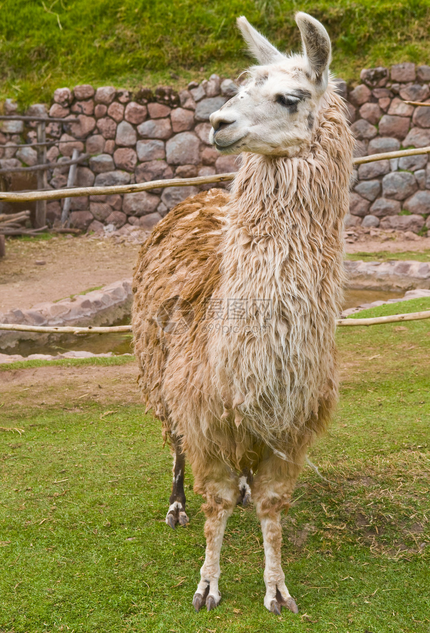 阿尔帕卡纺织品农场骆驼哺乳动物乐趣毛皮农业动物纤维羊毛图片