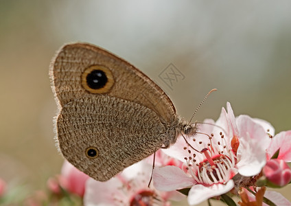 澳大利亚红花上的丁金蝴蝶 青花背景图片