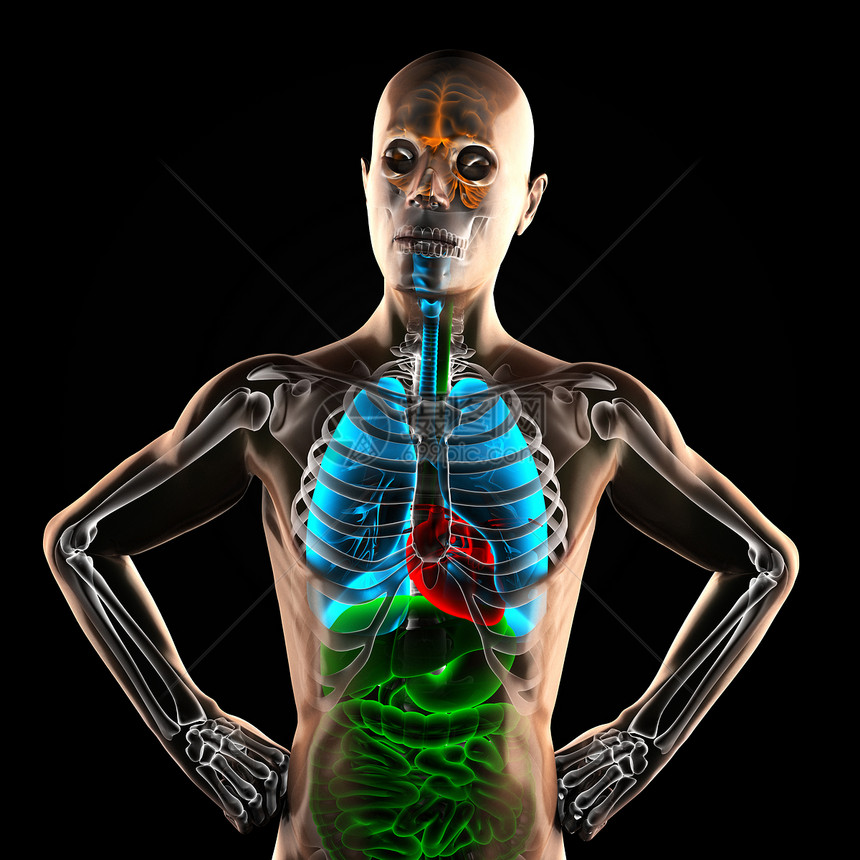 射线摄影扫描仪保健成人男性外科教育科学直肠疾病x光放射科图片