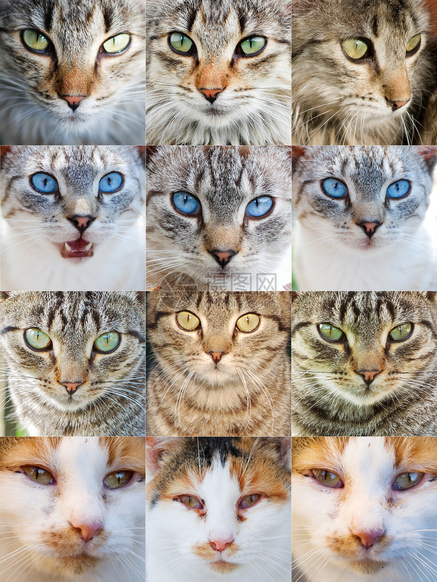 收集猫猫哺乳动物毛皮条纹鼻子眼睛朋友蓝色白色小猫宠物图片