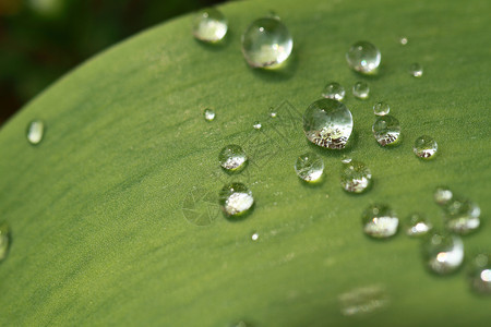绿叶 带水滴叶子环境植物绿色静脉飞沫生活雨滴背景图片