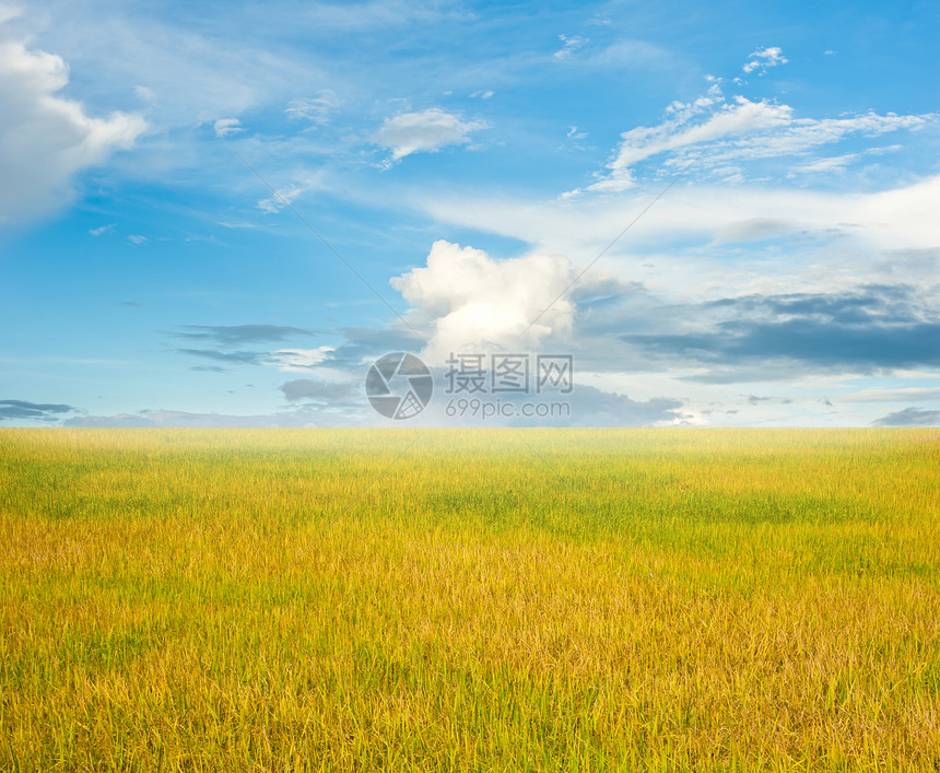 稻田和蓝天天空生长远景天气蓝色植物土地草地天堂场地图片