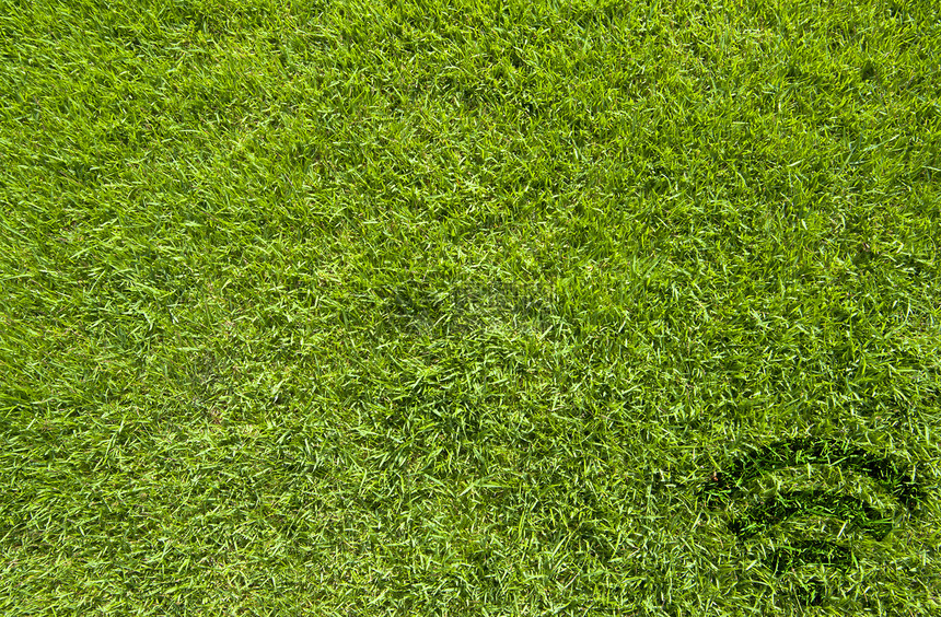 绿草纹理和背景上的无线图标墙纸植物草本植物绿色土地绿色植物草地叶子框架生长图片