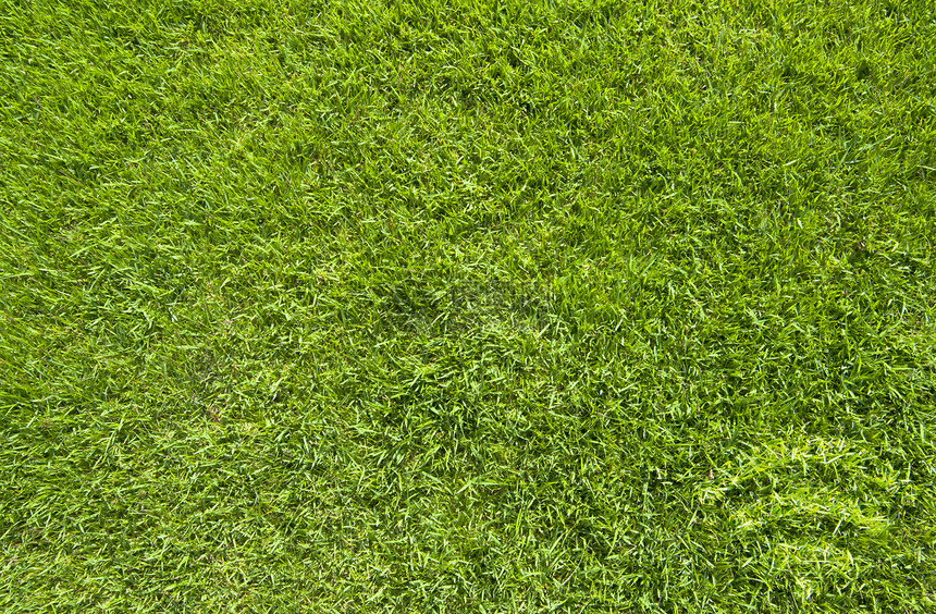 绿草纹理和背景上的无线图标绿色植物草本植物草地环境植物墙纸绿色生长叶子框架图片