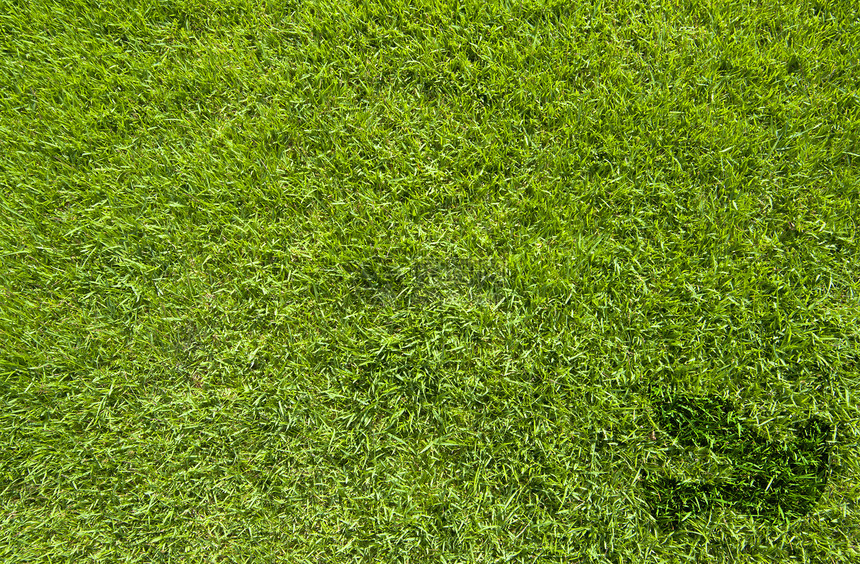 绿草纹理和背景和平图标框架草本植物绿色海盗植物环境叶子生长场地草皮图片