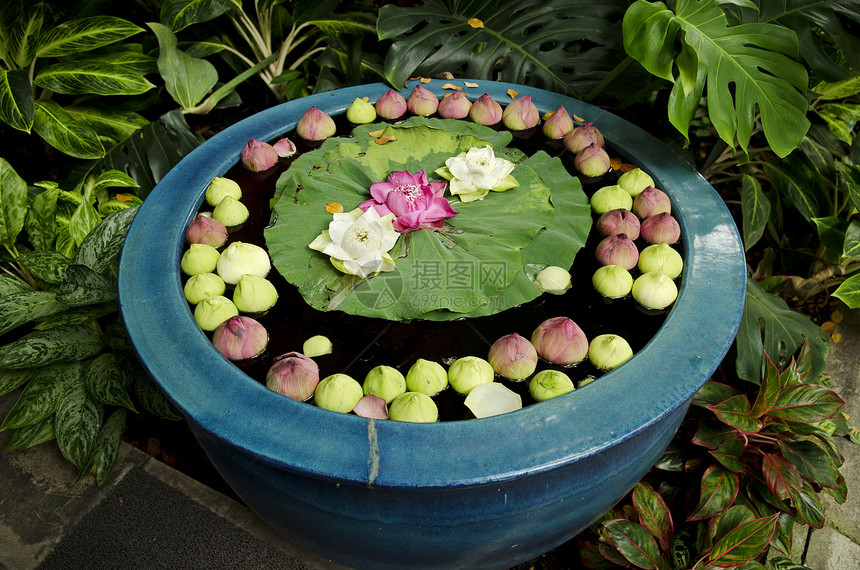 带花朵的亚洲花园细节异国热带植物情调园艺图片