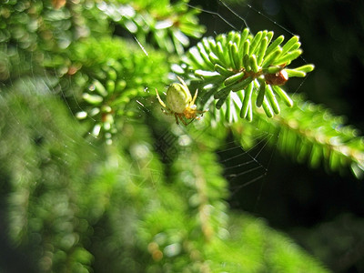 火线和蜘蛛昆虫别针绿色生长太阳背景图片