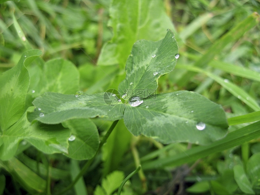 树叶上露珠场地叶子森林地面季节水滴液体绿色草地稻草图片