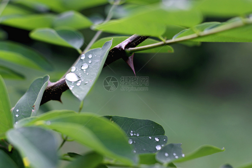 雨后绿叶上滴水叶子树叶别针季节生长液体水滴植物图片